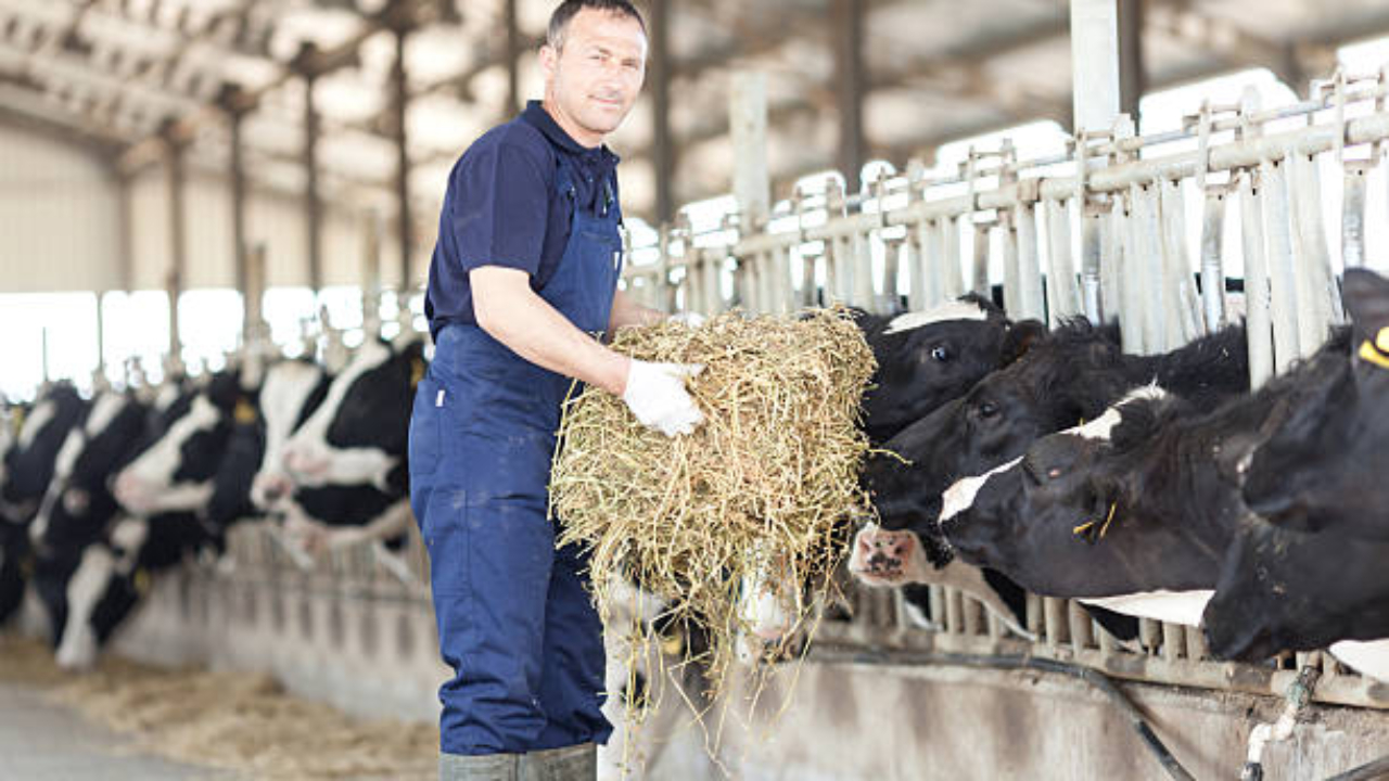 Haute Savoie Le Coup De Gueule Des Agriculteurs Sur La Brucellose