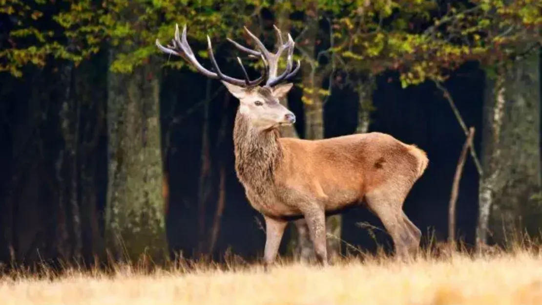 Le Cerf pourra bien être tiré à Genève