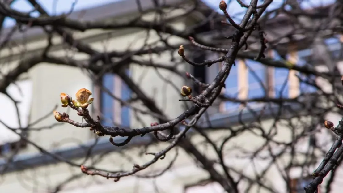 Le marronnier de Genève déclare le printemps