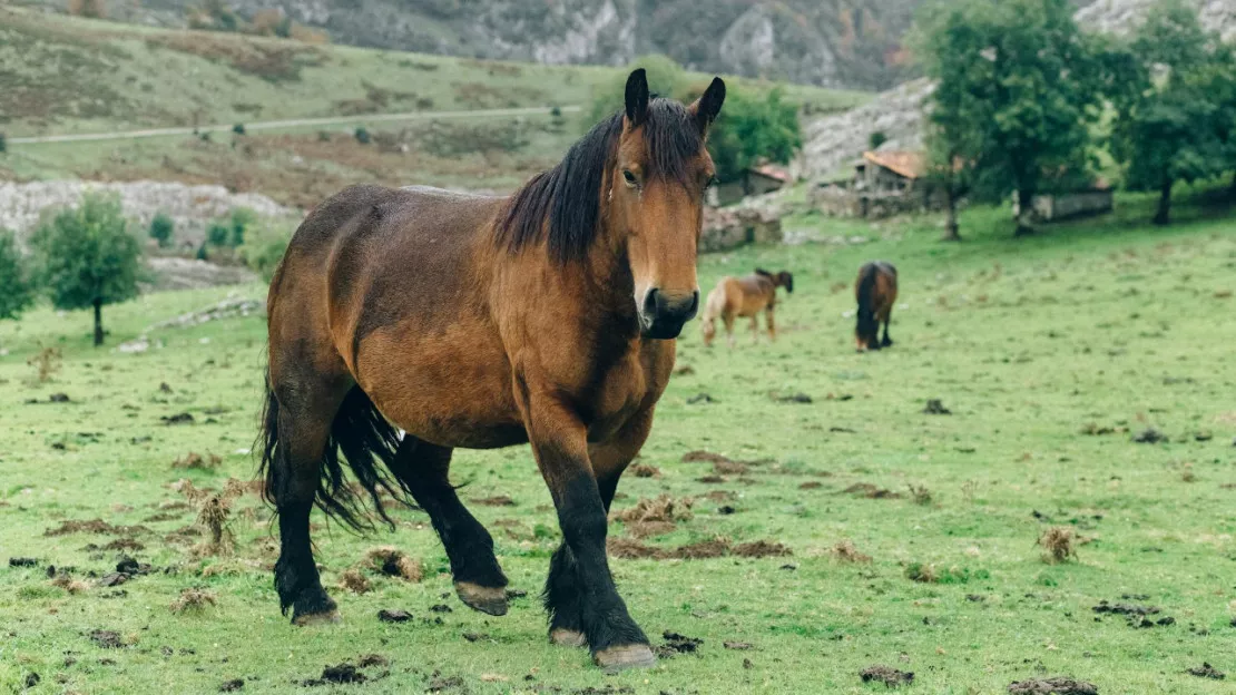 Les équidés, invités spéciaux de la foire de Bons-en-Chablais (interview)