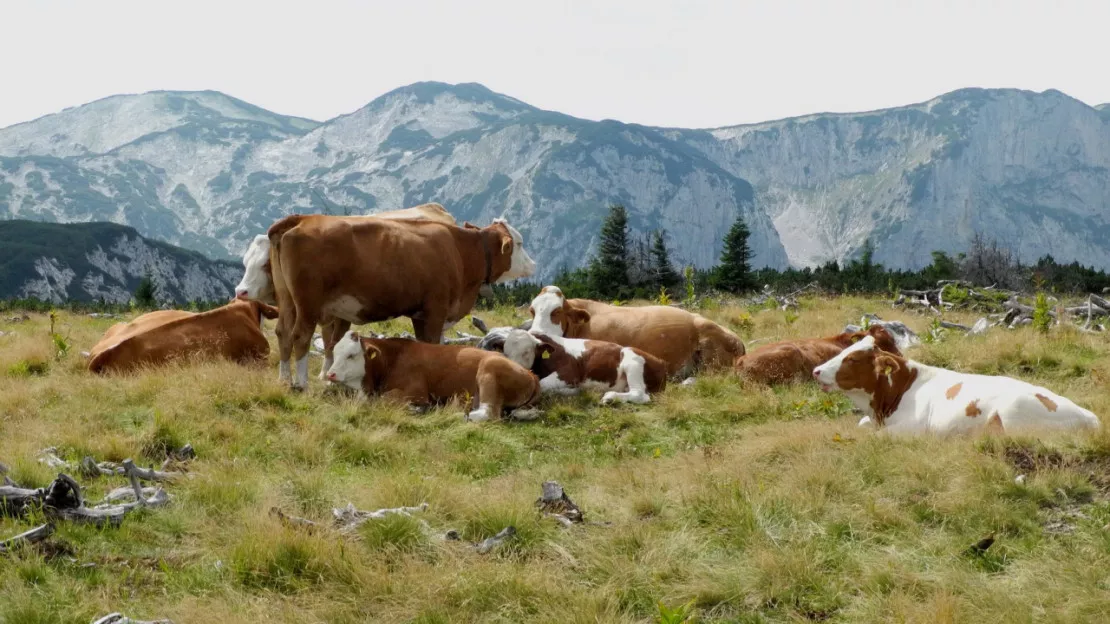 Les pays de Savoie à l'honneur au salon de l'agriculture