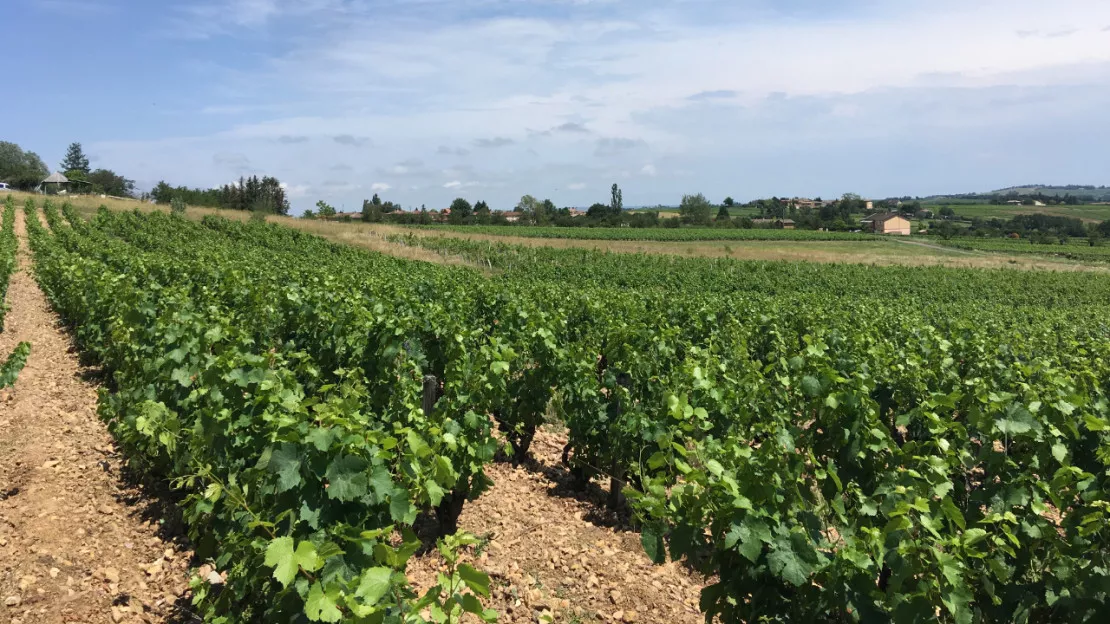 Les vins de Savoie veulent se dévoiler au public !