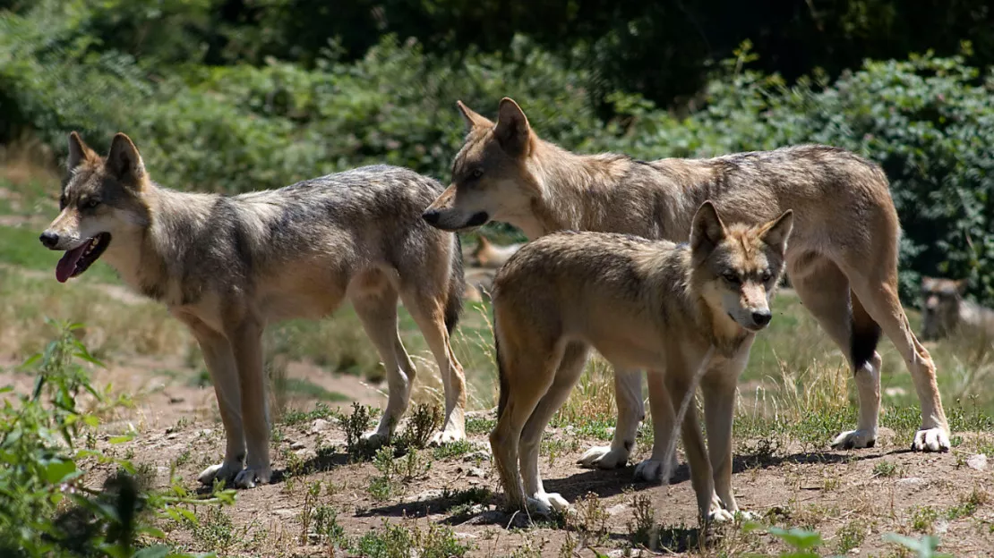 Loup : plus de victimes dans le canton de Vaud, moins en Valais