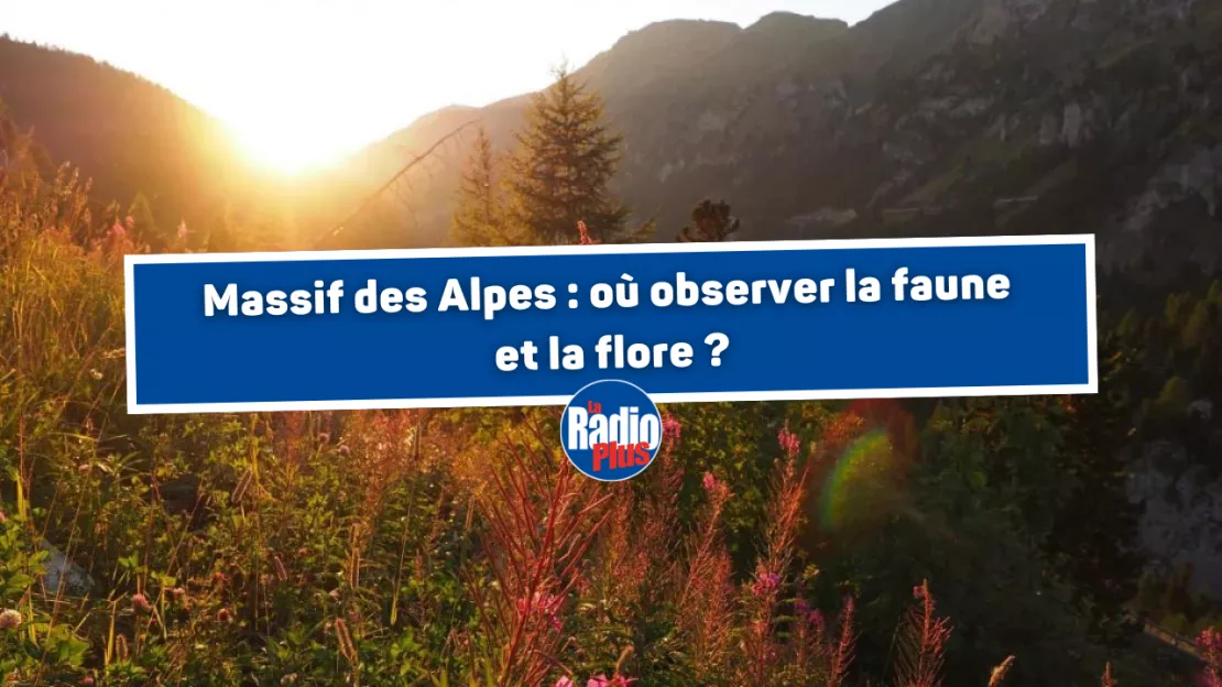 Massif des Alpes : où observer la faune et la flore ?