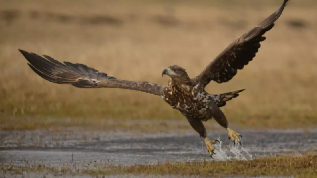 Nouveau procès pour les chasseurs tueurs d'aigle