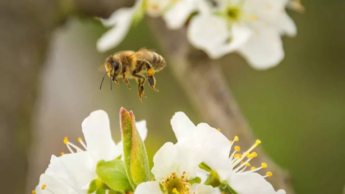 Pays d'Evian-Vallée d'Abondance : la journée mondiale des abeilles