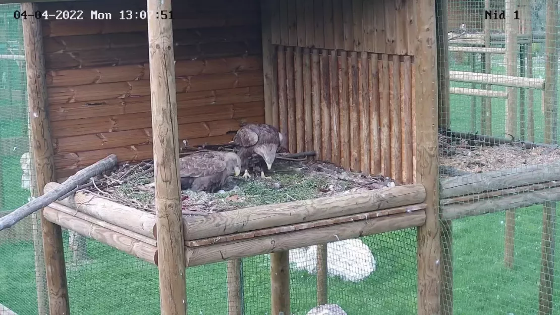 Pygargue des Aigles du Léman abattu : 4 mois de prison avec sursis