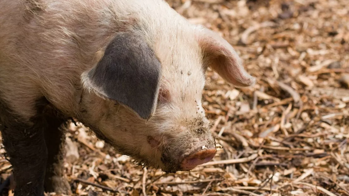 Savoie : de la prévention face à la peste porcine africaine