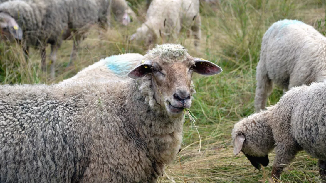 Un nouveau foyer de Fièvre Catarrhale Ovine dans l'Ain