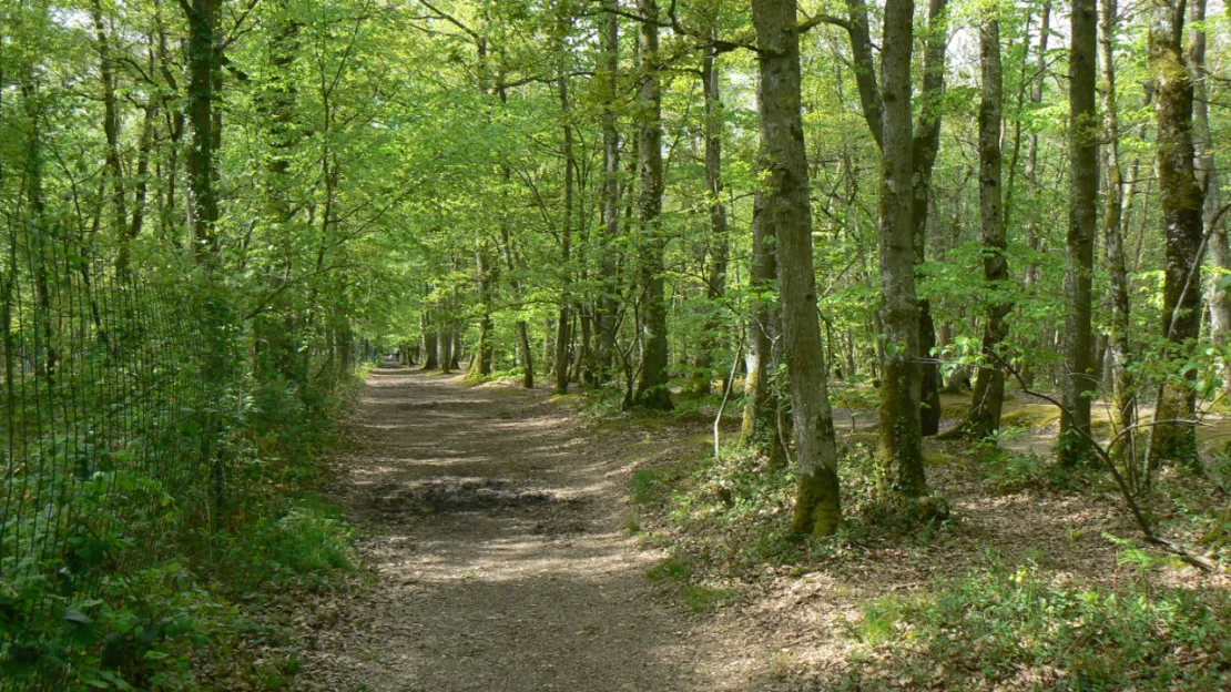 Un recomptage de l’observatoire forestier dans les montagnes de l’Ain