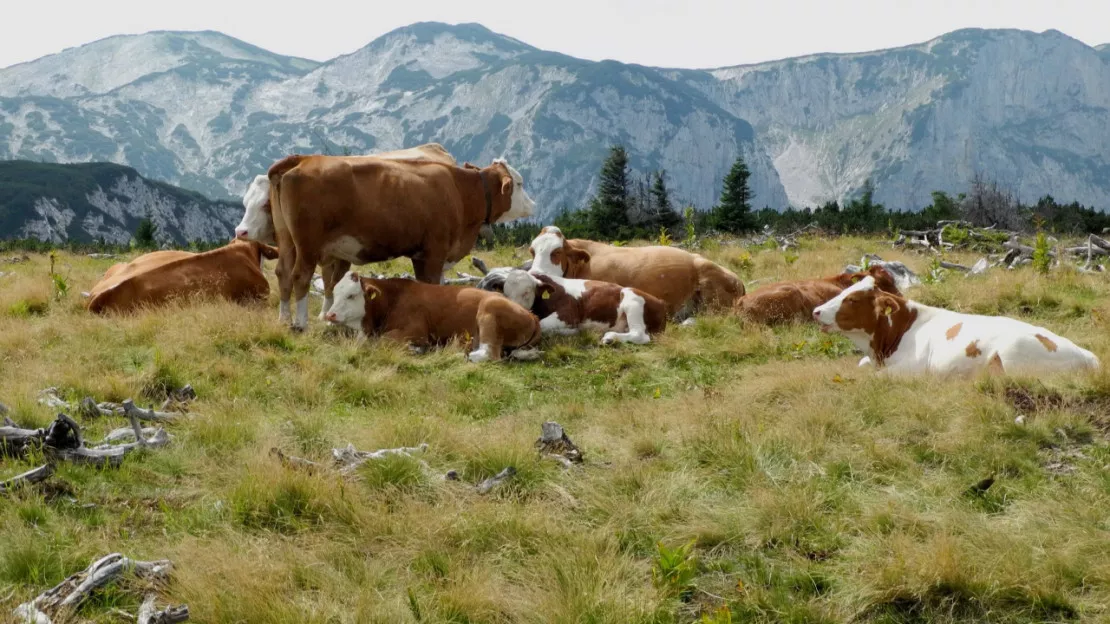 Un service de berger d’appui pour les alpages lancé en Haute-Savoie